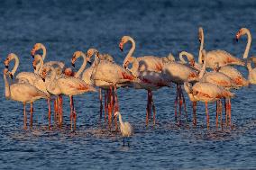 Bird Life On The Banks Of The Tejo River In Lisbon