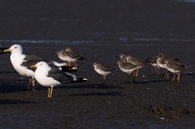 Bird Life On The Banks Of The Tejo River In Lisbon