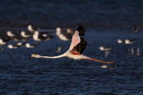 Bird Life On The Banks Of The Tejo River In Lisbon