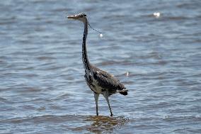 Bird Life On The Banks Of The Tejo River In Lisbon