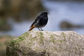 Bird Life On The Banks Of The Tejo River In Lisbon