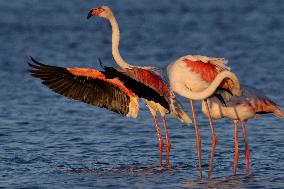 Bird Life On The Banks Of The Tejo River In Lisbon