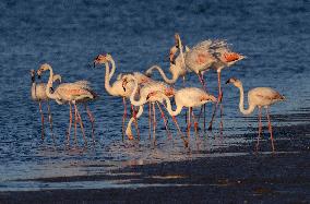 Bird Life On The Banks Of The Tejo River In Lisbon