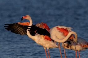 Bird Life On The Banks Of The Tejo River In Lisbon