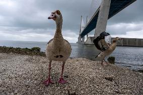 Bird Life On The Banks Of The Tejo River In Lisbon