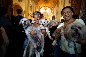 Dia Of Saint Francis Of Assisi, Patron Saint Of Animals