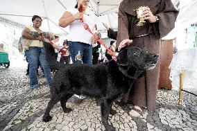 Dia Of Saint Francis Of Assisi, Patron Saint Of Animals