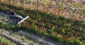 Chili Pepper Harvest in Shenyang