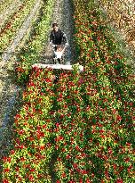 Chili Pepper Harvest in Shenyang