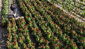 Chili Pepper Harvest in Shenyang