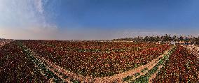 Chili Pepper Harvest in Shenyang