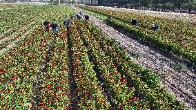 Chili Pepper Harvest in Shenyang