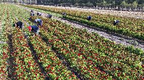 Chili Pepper Harvest in Shenyang