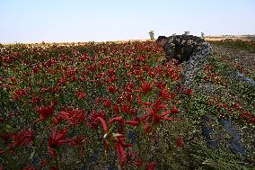 Chili Pepper Harvest in Shenyang