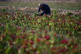 Chili Pepper Harvest in Shenyang