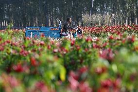 Chili Pepper Harvest in Shenyang