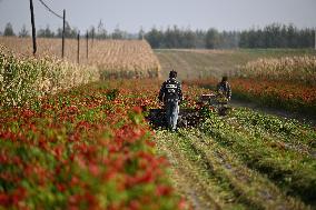 Chili Pepper Harvest in Shenyang