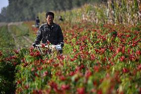 Chili Pepper Harvest in Shenyang