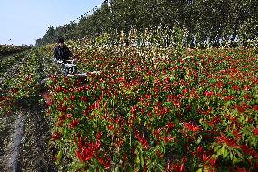 Chili Pepper Harvest in Shenyang