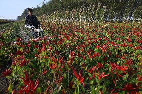 Chili Pepper Harvest in Shenyang