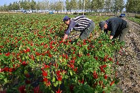 Chili Pepper Harvest in Shenyang