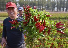 Chili Pepper Harvest in Shenyang