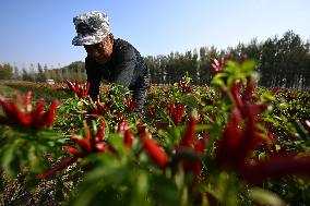 Chili Pepper Harvest in Shenyang