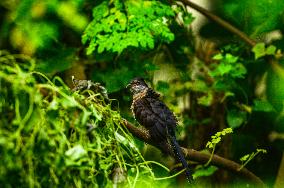 Jacobin Cuckoo (Clamator Jacobinus) - Animal India