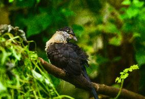 Jacobin Cuckoo (Clamator Jacobinus) - Animal India