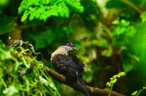 Jacobin Cuckoo (Clamator Jacobinus) - Animal India