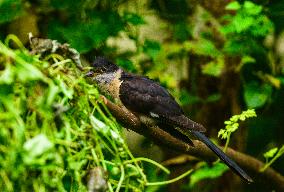 Jacobin Cuckoo (Clamator Jacobinus) - Animal India