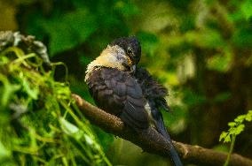 Jacobin Cuckoo (Clamator Jacobinus) - Animal India