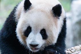 Giant Panda Play at Chongqing Zoo