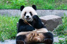 Giant Panda Play at Chongqing Zoo