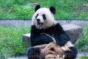 Giant Panda Play at Chongqing Zoo