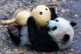 Giant Panda Play at Chongqing Zoo