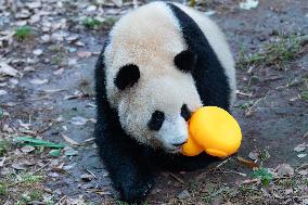 Giant Panda Play at Chongqing Zoo