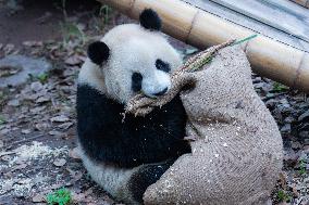 Giant Panda Play at Chongqing Zoo