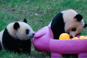 Giant Panda Play at Chongqing Zoo