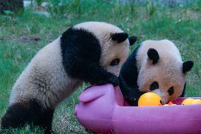 Giant Panda Play at Chongqing Zoo