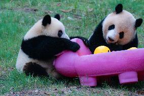 Giant Panda Play at Chongqing Zoo