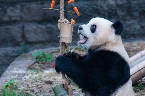 Giant Panda Play at Chongqing Zoo