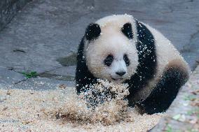 Giant Panda Play at Chongqing Zoo