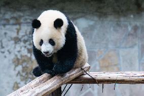 Giant Panda Play at Chongqing Zoo