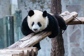 Giant Panda Play at Chongqing Zoo