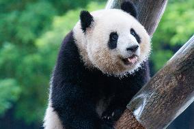 Giant Panda Play at Chongqing Zoo