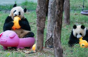 Giant Panda Play at Chongqing Zoo