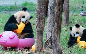 Giant Panda Play at Chongqing Zoo