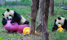 Giant Panda Play at Chongqing Zoo