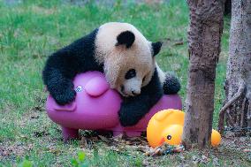 Giant Panda Play at Chongqing Zoo